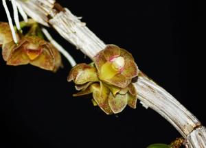 Dendrobium bicameratum