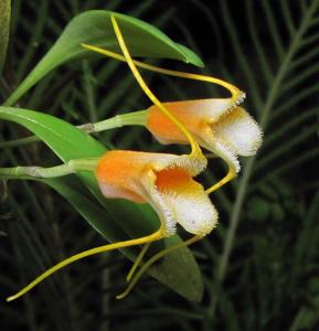 Masdevallia strobelii