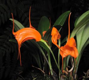 Masdevallia hirtzii