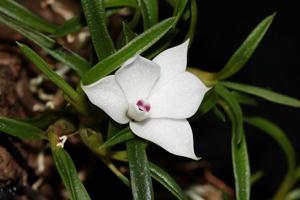 Dendrobium subuliferum