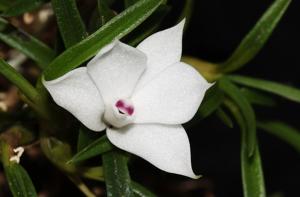 Dendrobium subuliferum