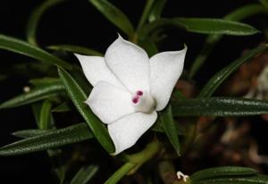 Dendrobium subuliferum