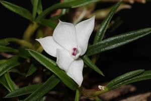 Dendrobium subuliferum