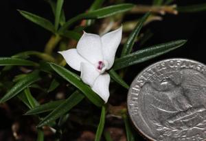 Dendrobium subuliferum