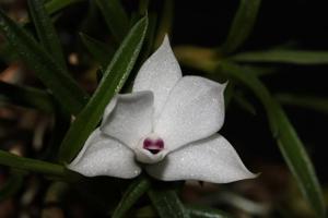 Dendrobium subuliferum