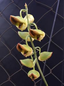 Catasetum rooseveltianum