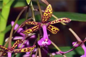 Epidendrum cnemidophorum