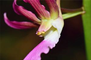 Eulophia guineensis