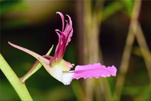 Eulophia guineensis