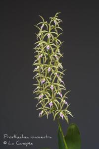 Prosthechea ionocentra