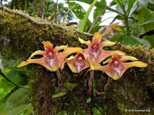 Maxillaria striata