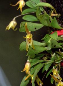 Barbosella australis