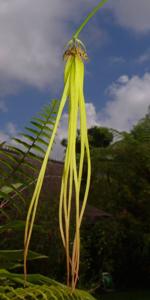 Bulbophyllum thiurum