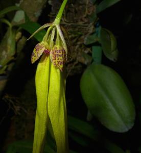 Bulbophyllum thiurum