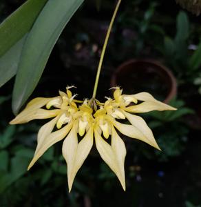 Bulbophyllum annandalei