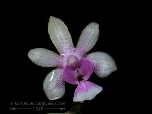 Phalaenopsis deliciosa