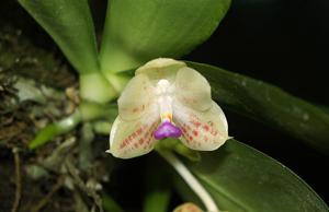 Phalaenopsis javanica