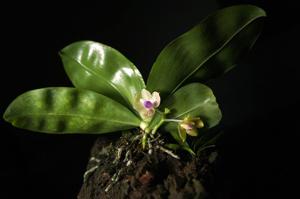 Phalaenopsis javanica