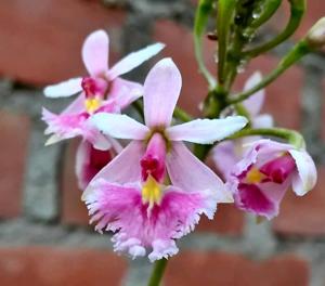 Epidendrum calanthum