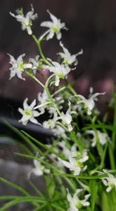 Phymatidium falcifolium