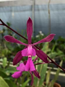 Encyclia moebusii