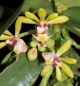 Gastrochilus obliquus