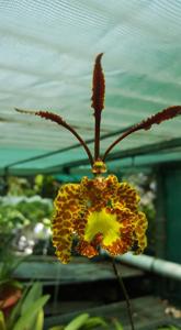 Psychopsis krameriana