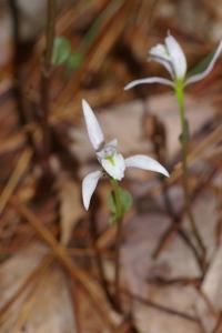 Triphora trianthophoros