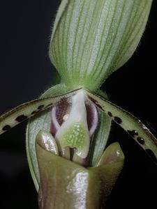 Paphiopedilum parishii