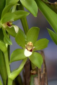 Neogardneria murrayana