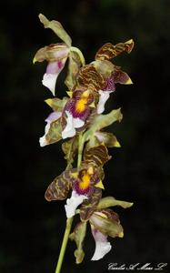 Oncidium harryanum