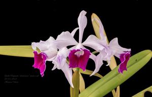 Cattleya purpurata