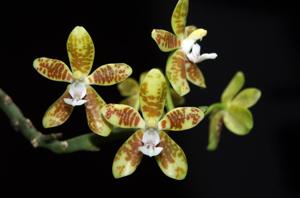 Phalaenopsis viridis