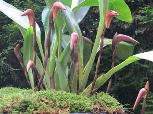 Maxillaria striata