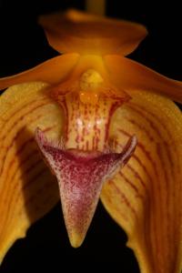 Bulbophyllum smitinandii
