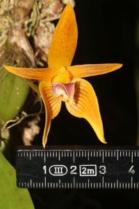Bulbophyllum smitinandii