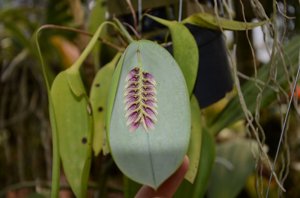 Acianthera pectinata