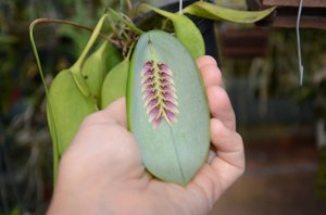 Acianthera pectinata