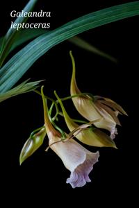 Galeandra leptoceras