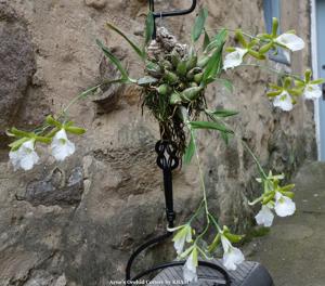 Prosthechea mariae