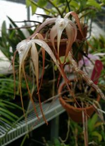 Brassavola appendiculata