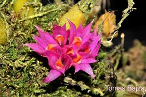 Dendrobium petiolatum