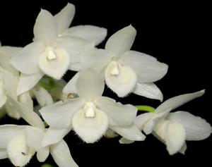 Dendrobium parishii