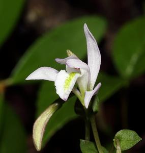 Triphora trianthophoros