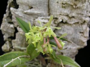 Epidendrum conopseum