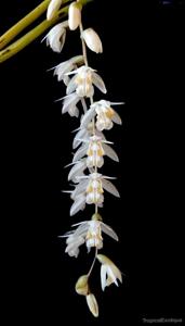 Coelogyne longibulbosa