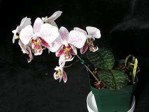 Phalaenopsis stuartiana