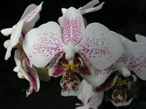 Phalaenopsis stuartiana