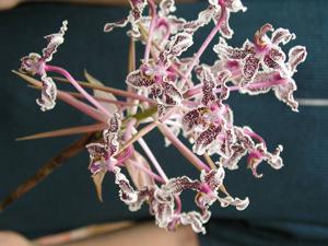 Laelia lyonsii