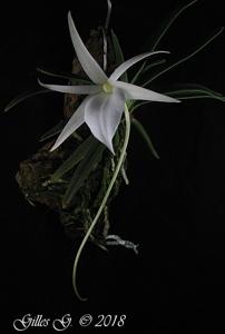 Angraecum rutenbergianum
